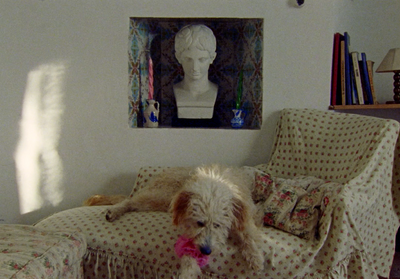 a dog sitting on a couch in a living room