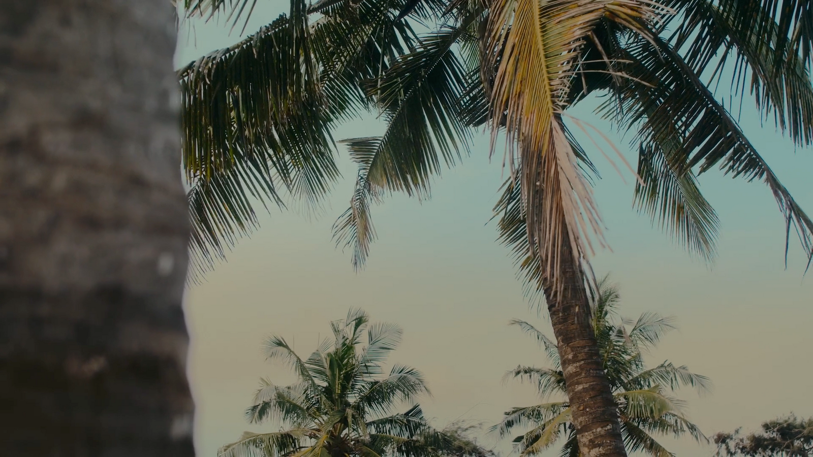 a palm tree with a blue sky in the background