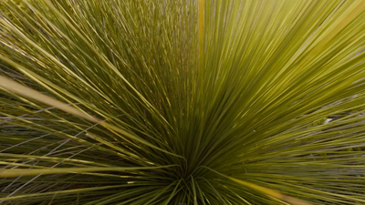 a close up of a green plant with long thin needles