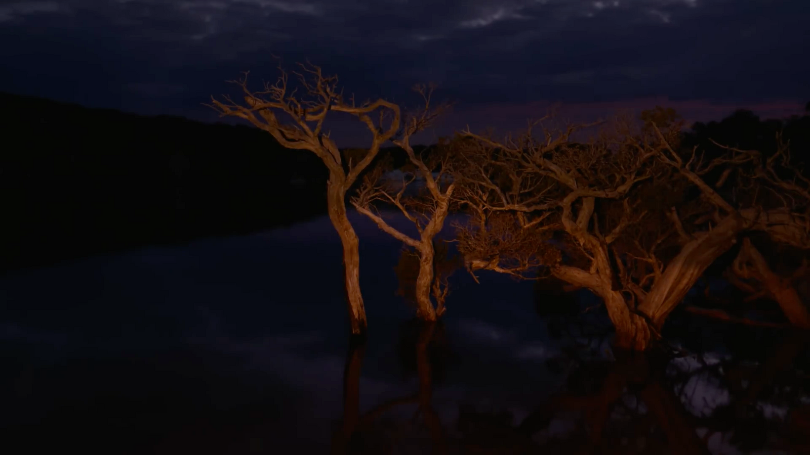 a couple of trees that are standing in the water