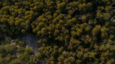 an aerial view of a forest of trees