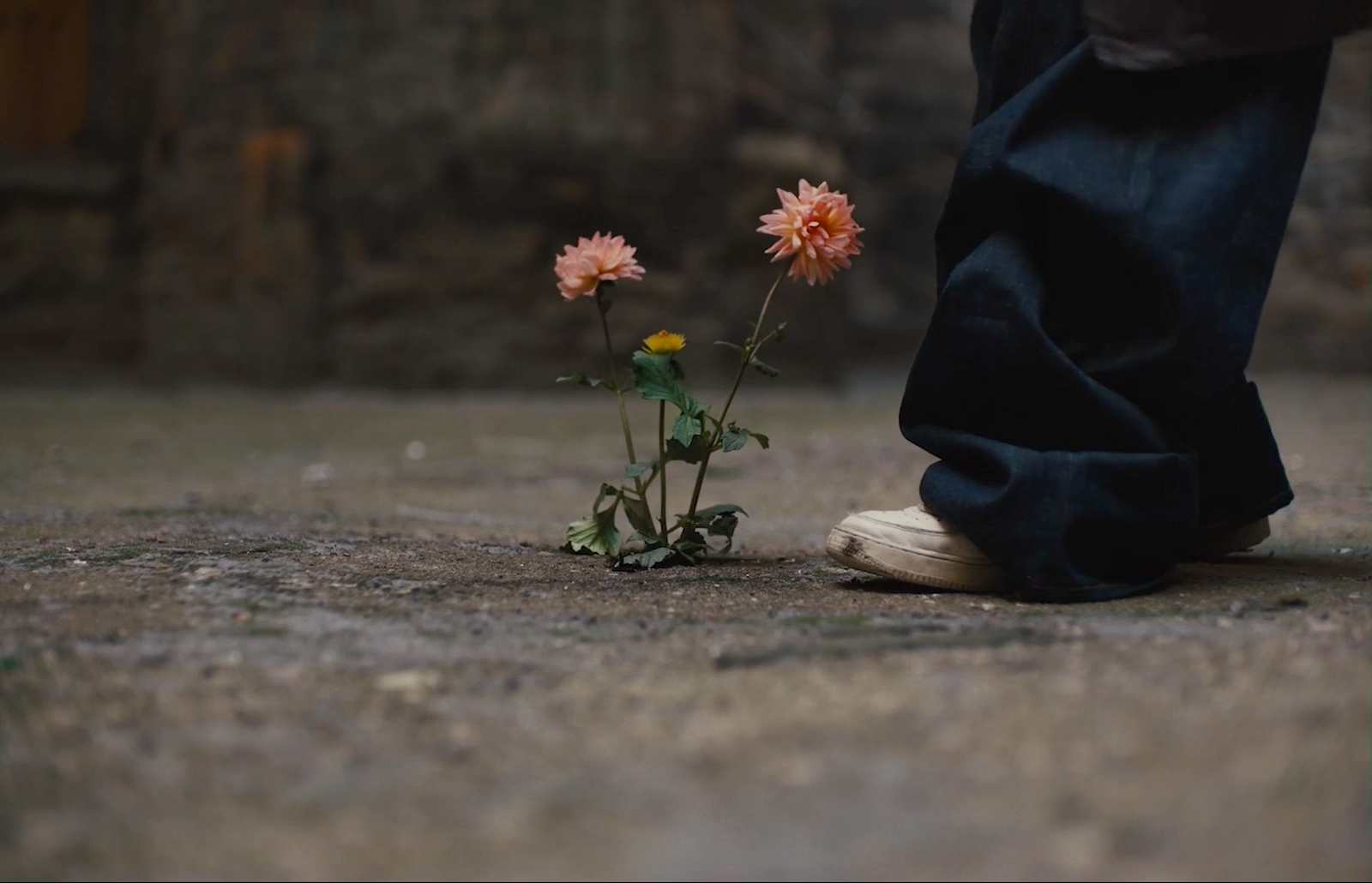 a person standing next to a flower on the ground