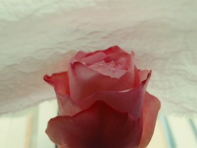 a single pink rose sitting on top of a table