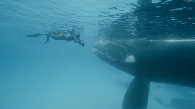 a large whale swimming next to a scuba diver