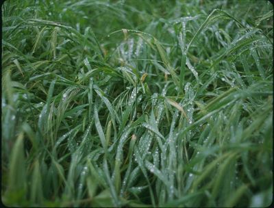 a field of grass with water droplets on it