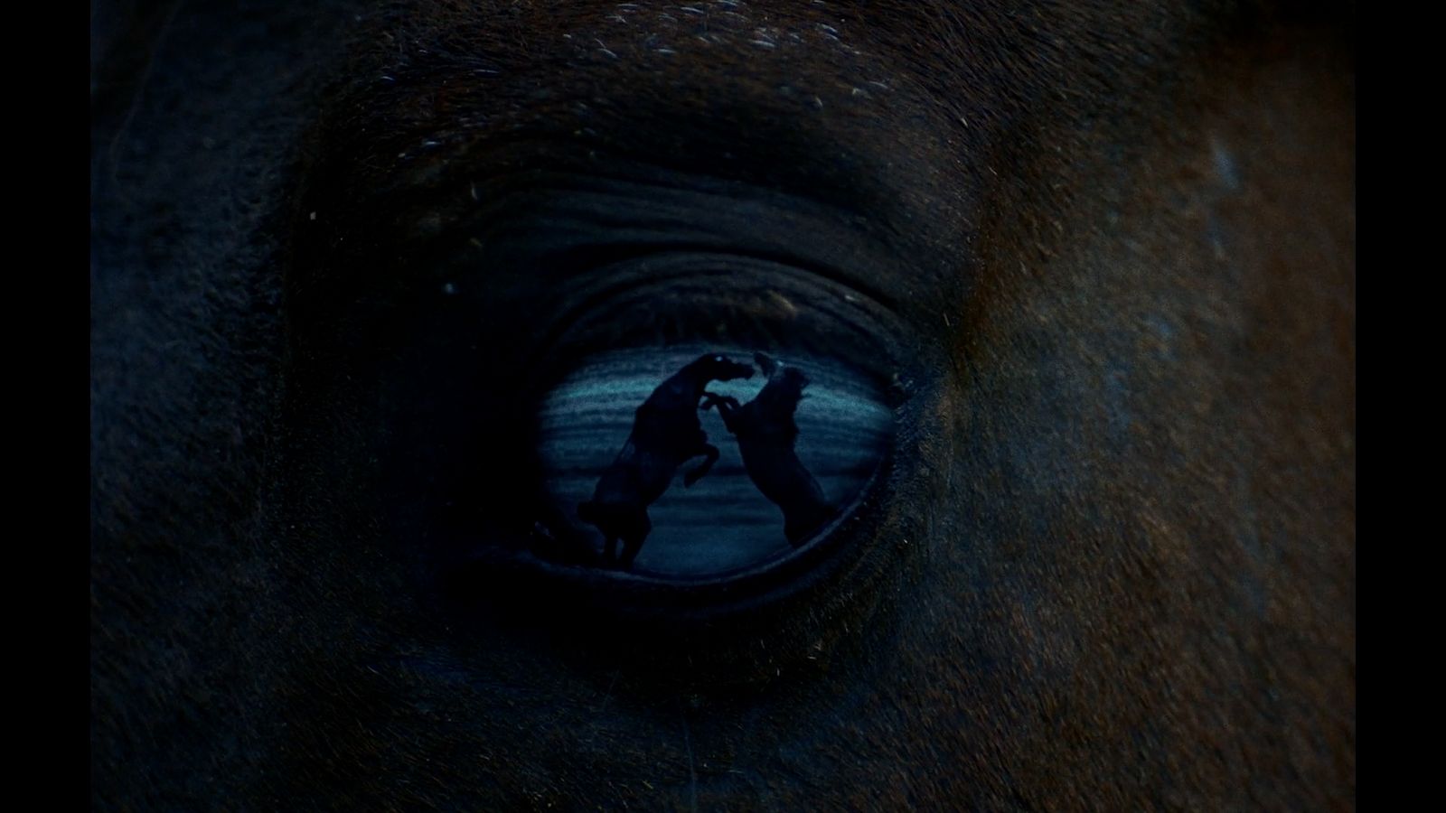 a close up of a horse's eye with a reflection of a person on