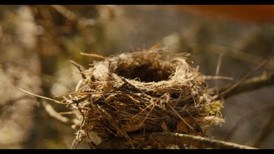 a close up of a bird's nest on a tree branch