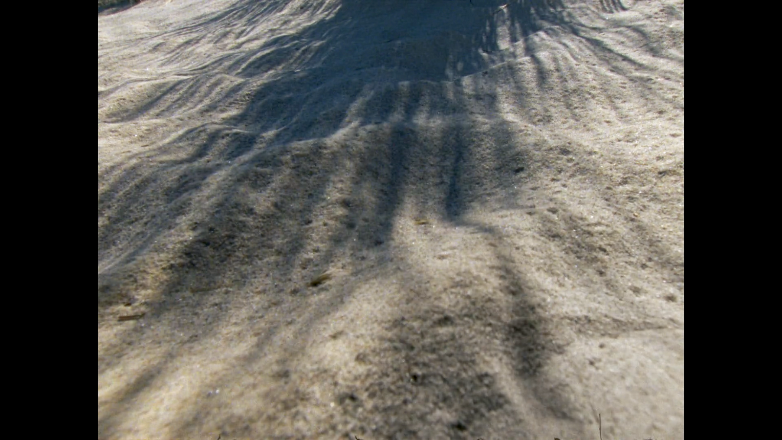 the shadow of a tree on the sand