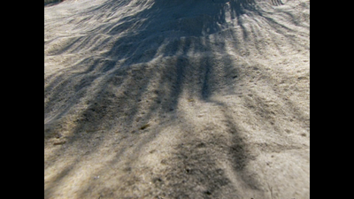 the shadow of a tree on the sand