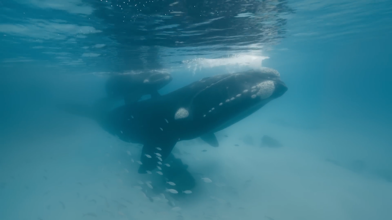 a whale swimming in the ocean with its head under the water