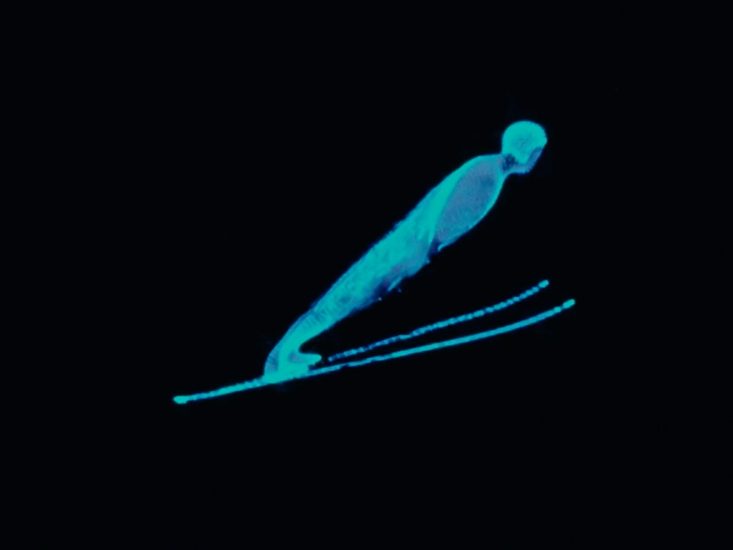 a person skiing in the dark on a pair of skis