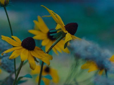 a close up of a bunch of yellow flowers