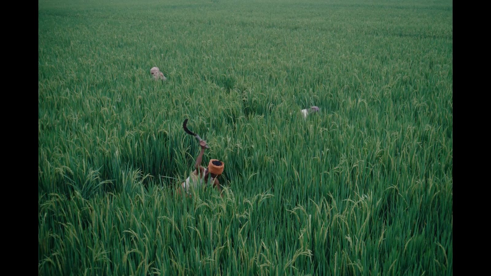 a dog in a field of tall grass