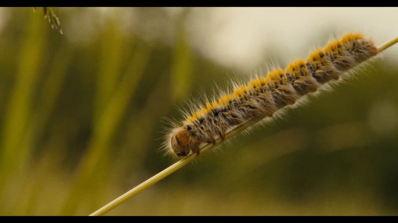 a close up of a caterpillar on a plant