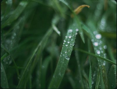 a close up of water droplets on a green plant