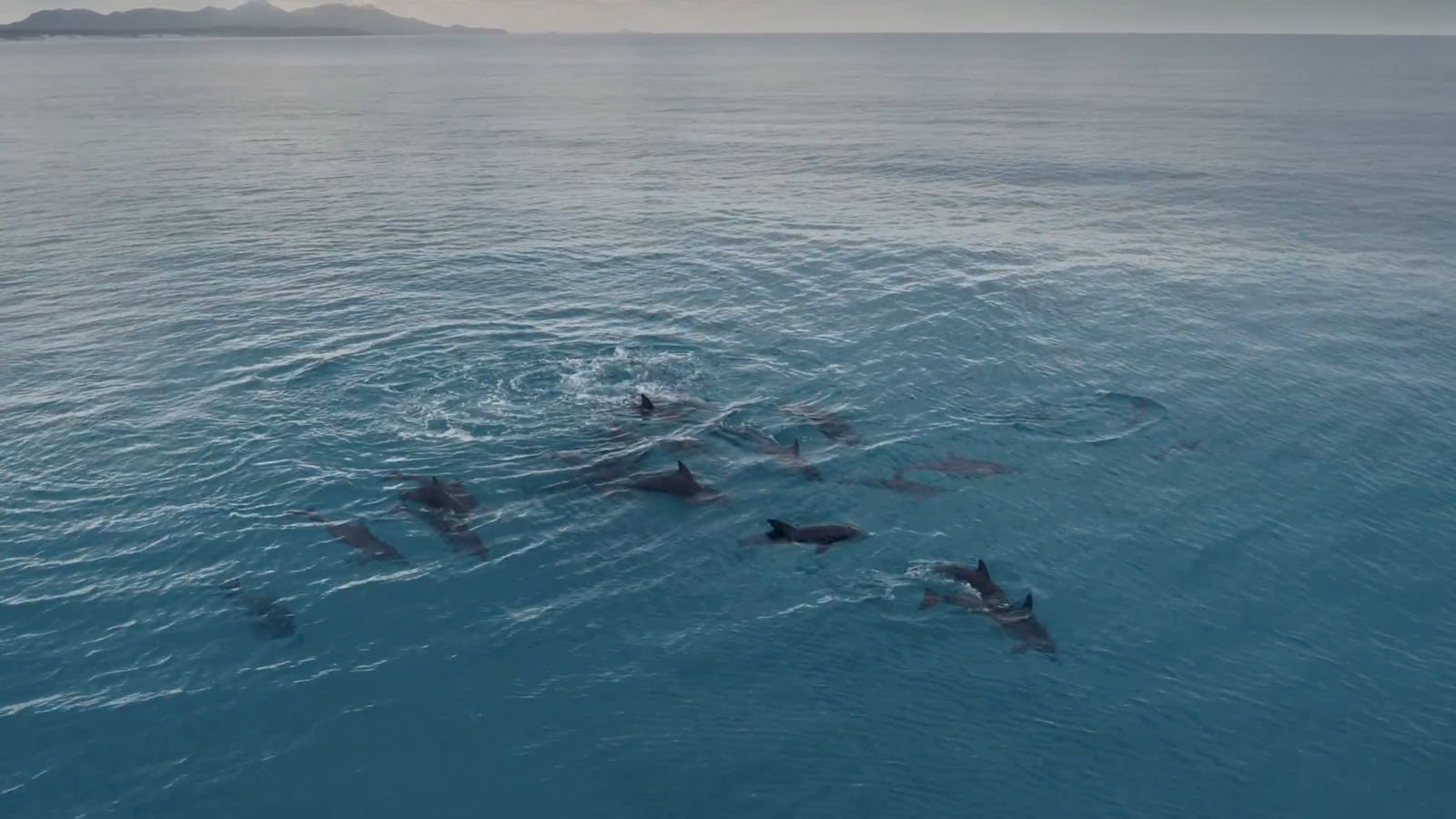 a group of dolphins swimming in the ocean