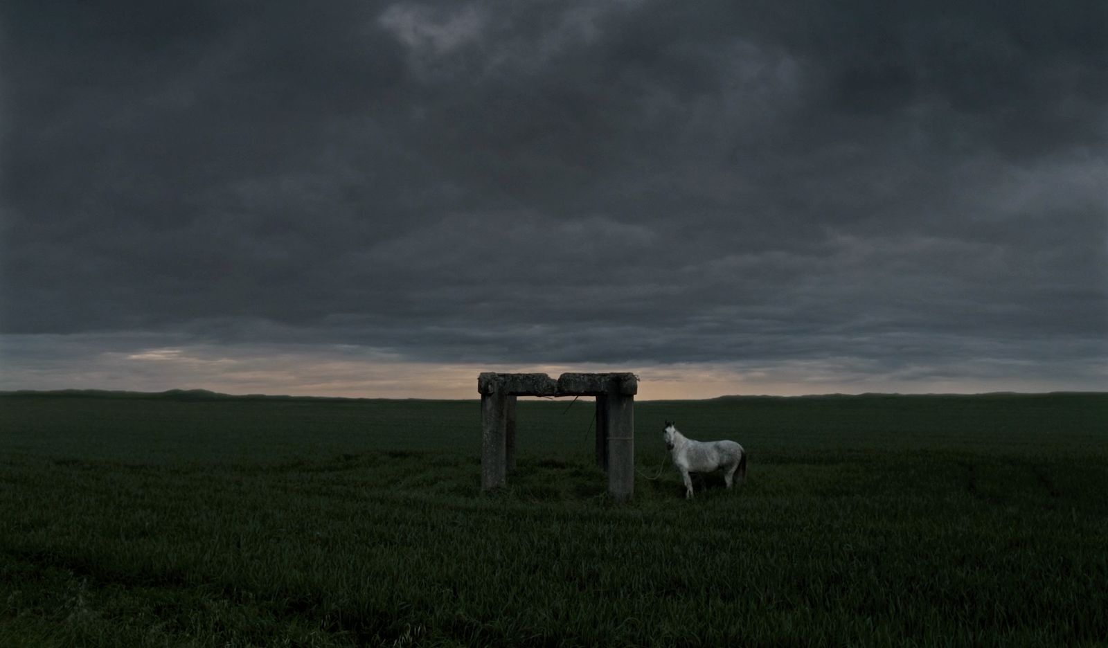 a white horse standing on top of a lush green field