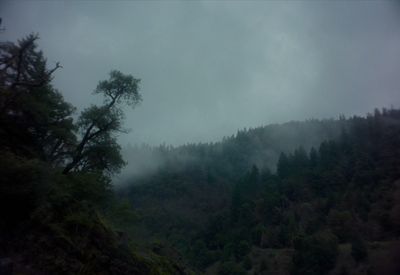 a foggy mountain with trees on the side of it