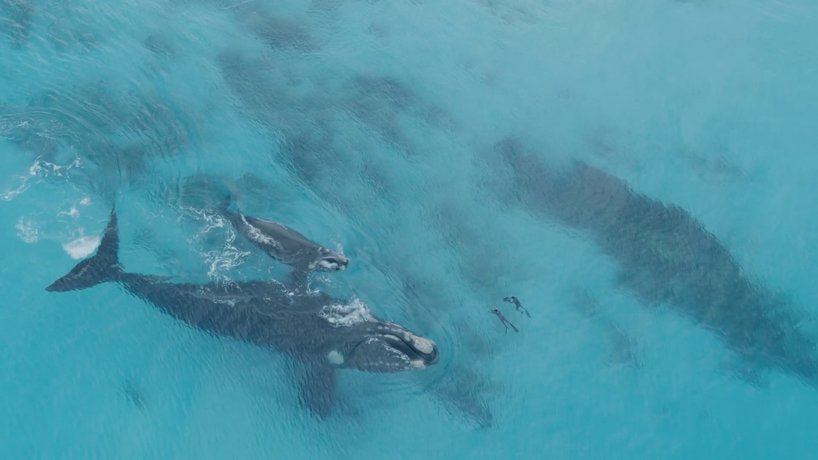 a group of sea lions swimming in the ocean