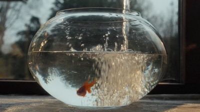 a goldfish in a bowl of water with a window in the background