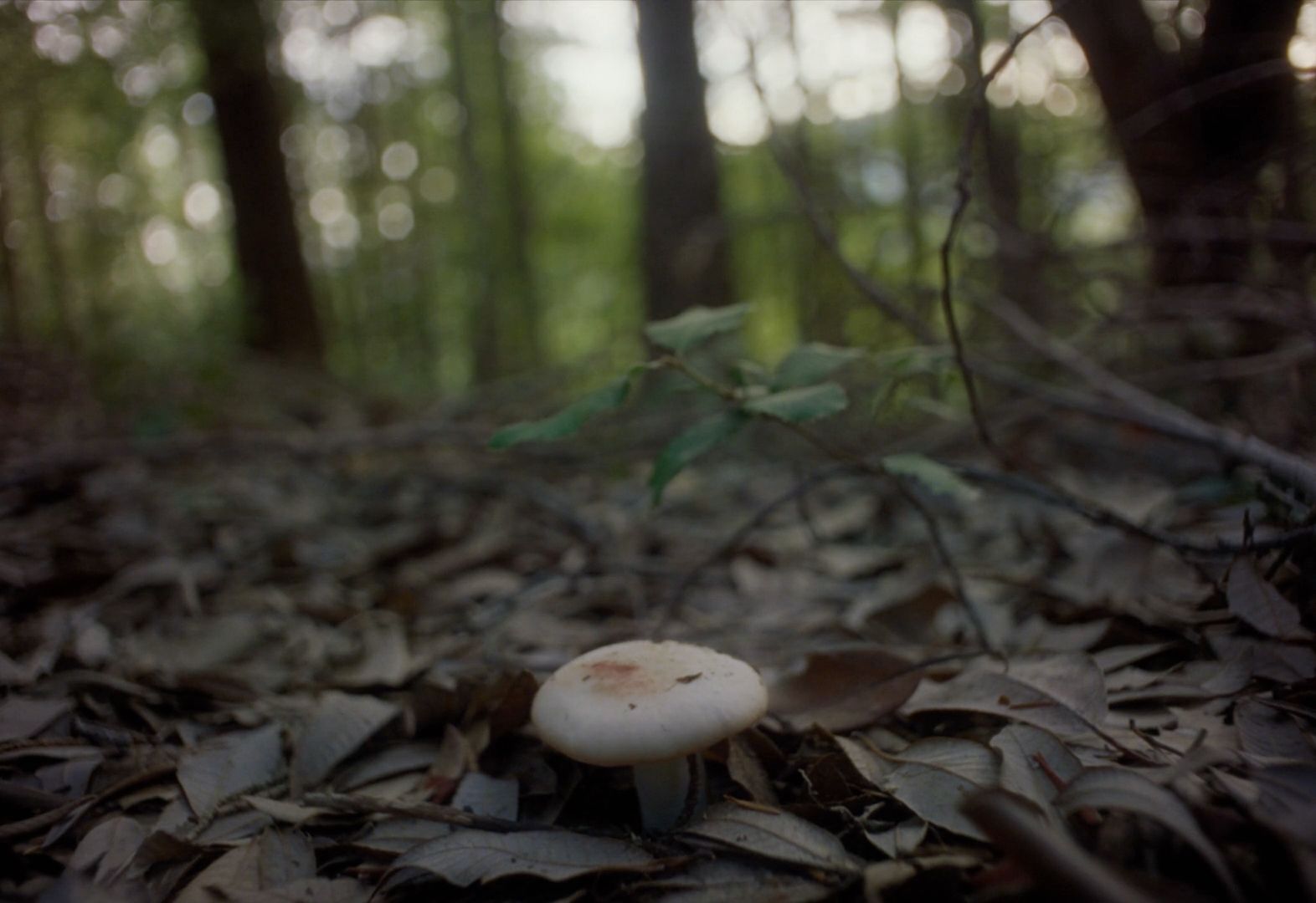 a mushroom sitting in the middle of a forest