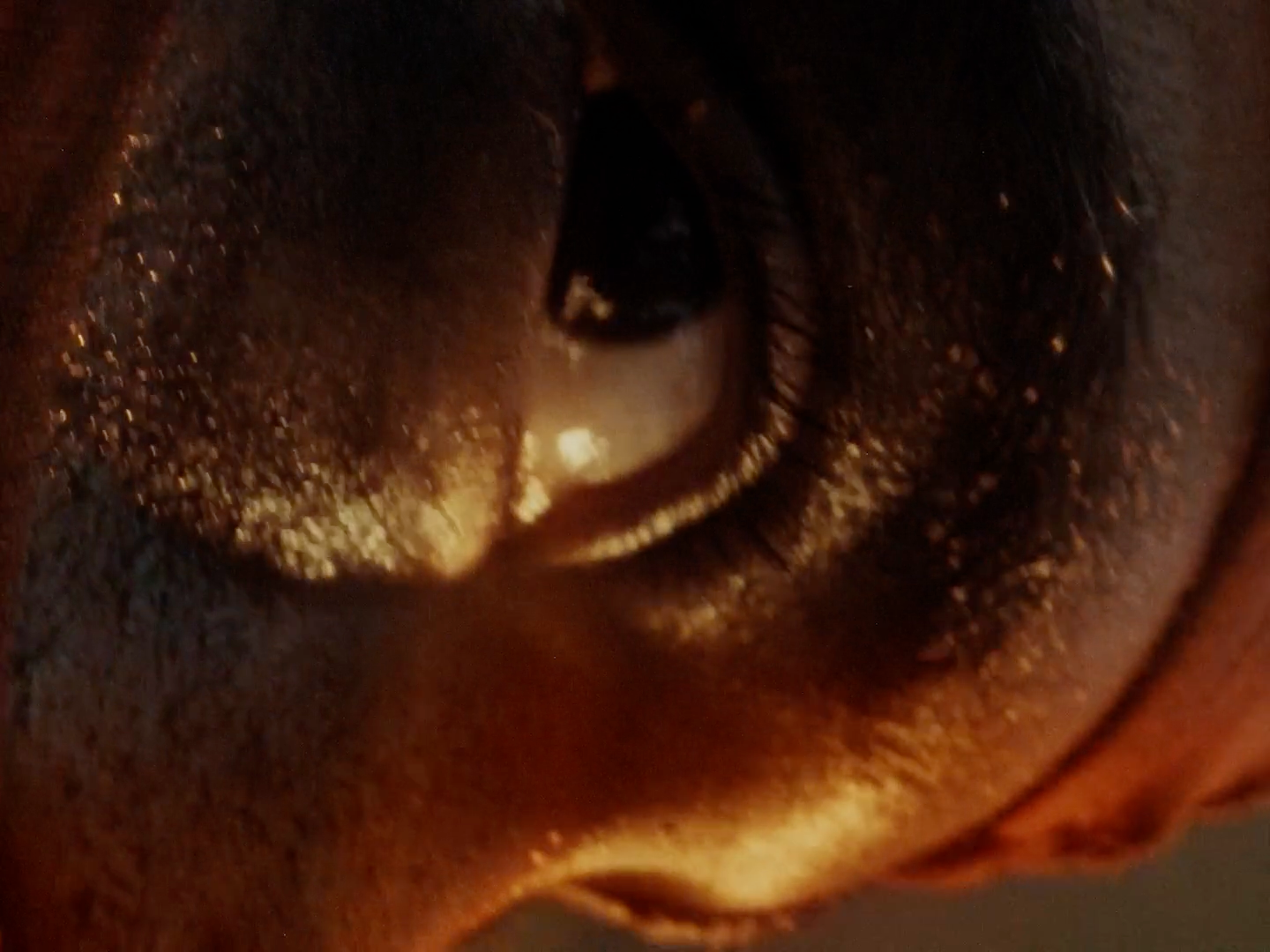 a close up of a brown horse's eye