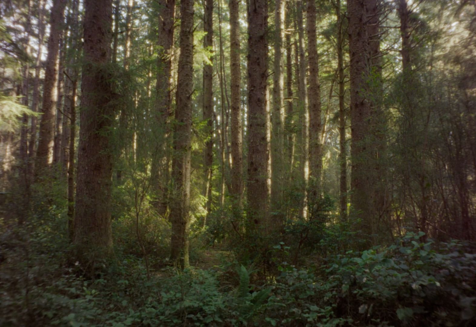 a forest filled with lots of tall trees