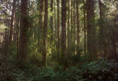 a forest filled with lots of tall trees