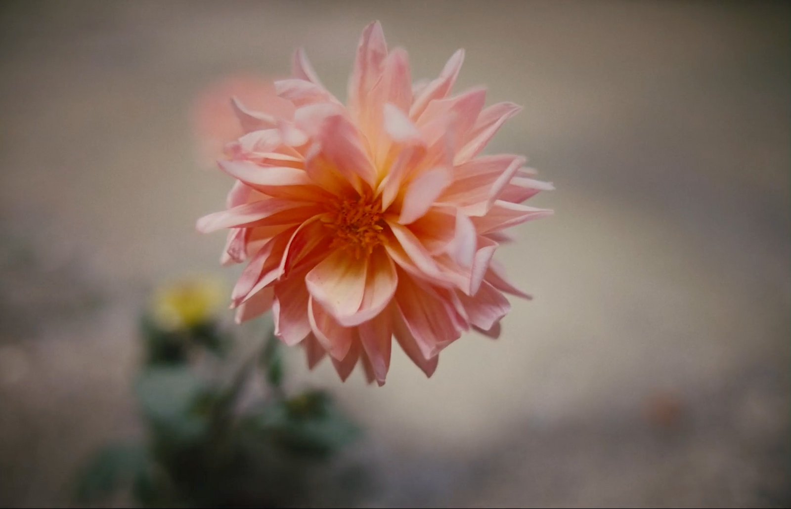 a close up of a pink flower with a blurry background