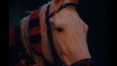 a close up of a white horse with a black bridle