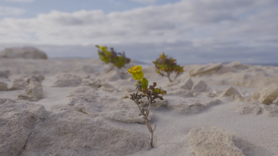 a yellow flower is growing out of the sand