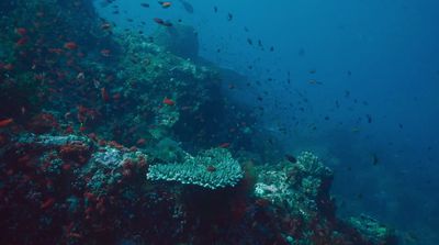 a large group of fish swimming over a coral reef