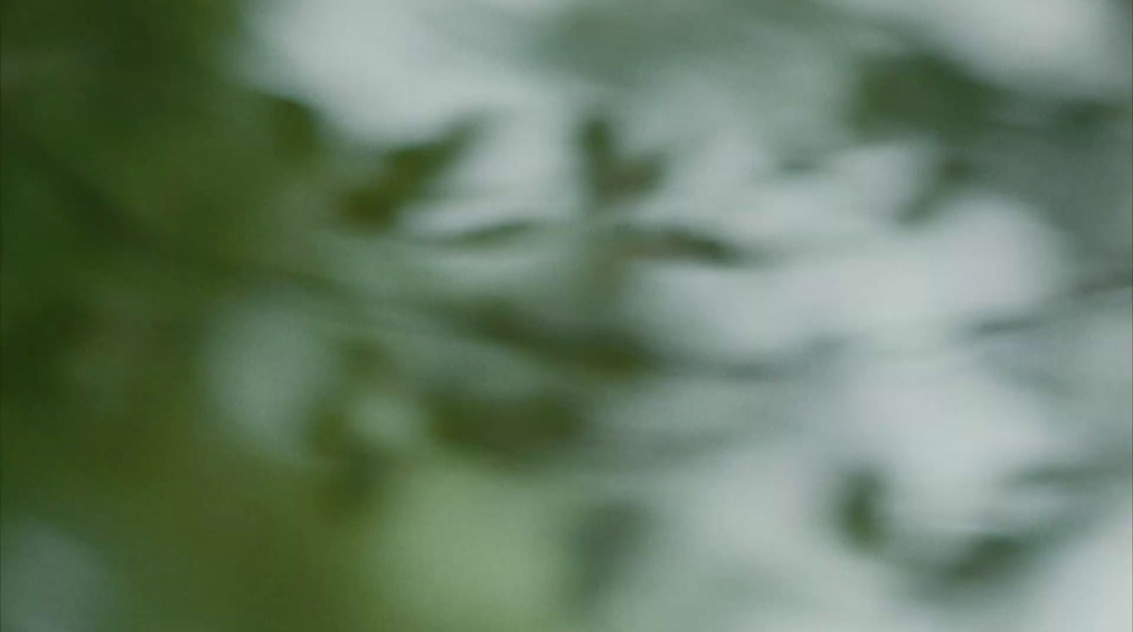 a blurry photo of a bird sitting on a branch