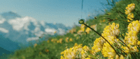 a field of yellow flowers with a mountain in the background