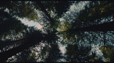 looking up at the tops of tall trees