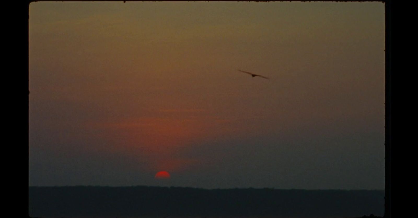 a bird flying in the sky at sunset