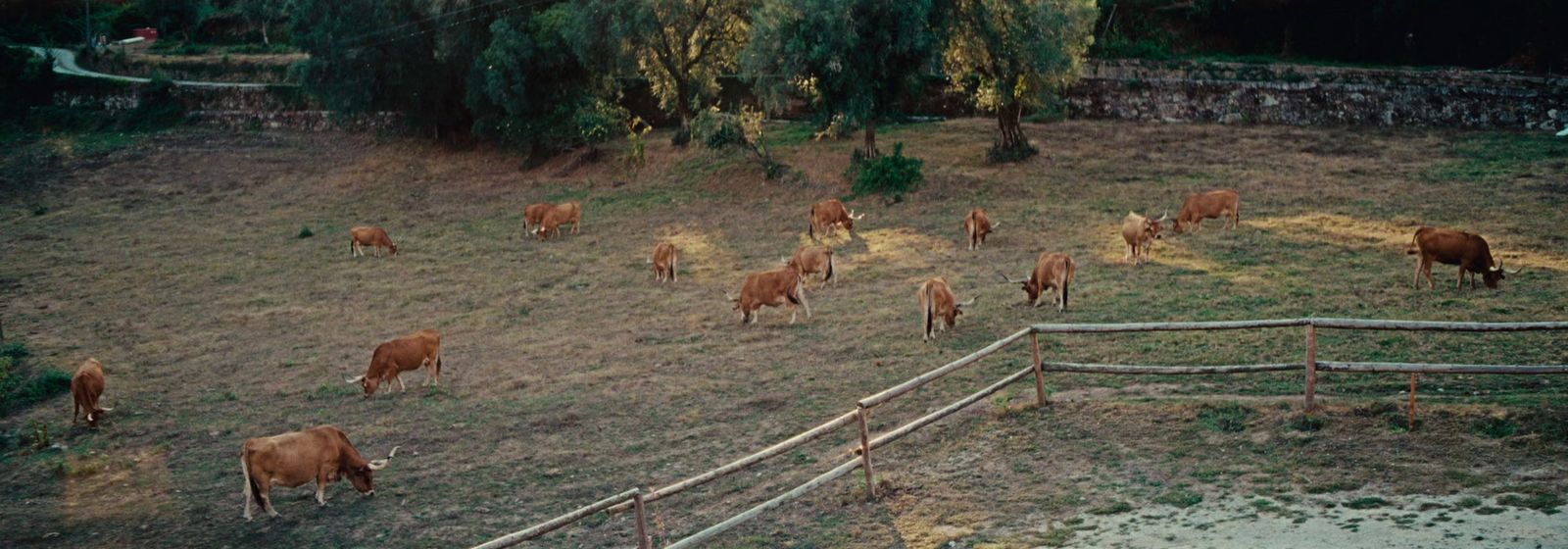 a herd of cattle grazing on a lush green hillside