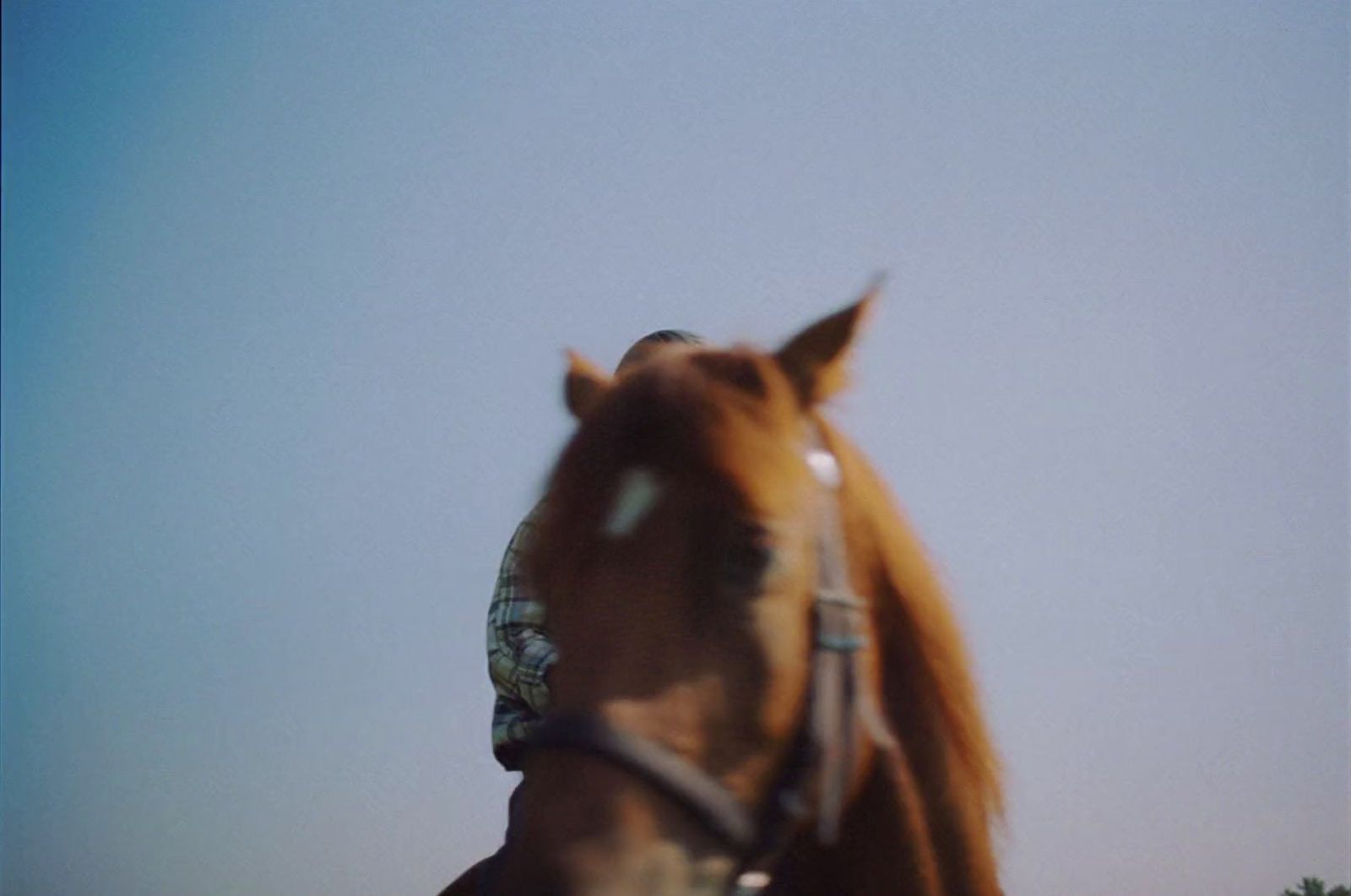 a blurry photo of a horse with a rider