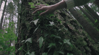 a hand reaching up to a tree in a forest