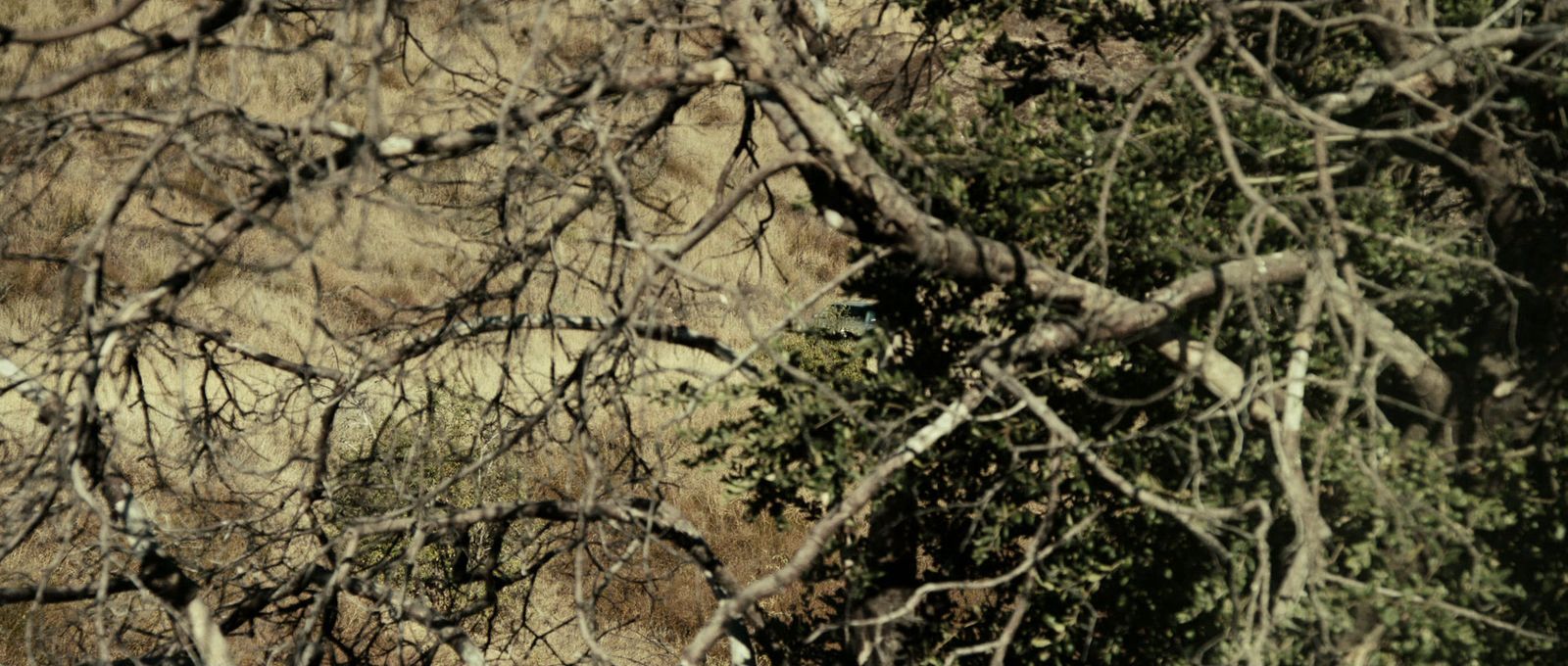 a giraffe standing next to a forest filled with trees