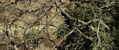 a giraffe standing next to a forest filled with trees