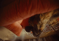 a cat laying on top of a bed next to a pillow