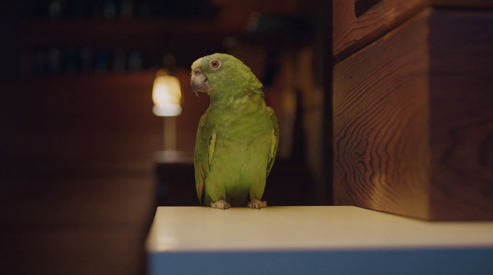 a green parrot sitting on top of a white counter