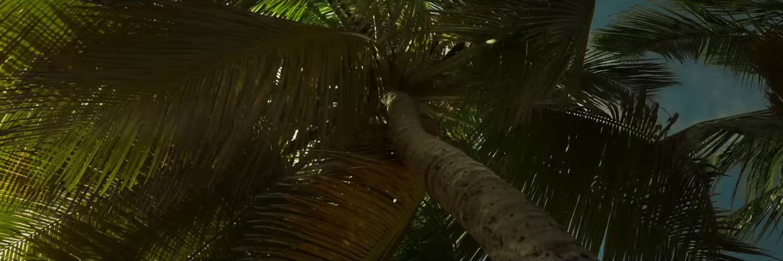 a close up of a palm tree with a blue sky in the background