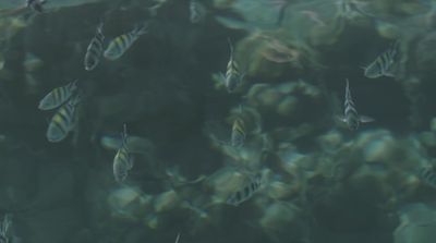 a large group of fish swimming in a body of water