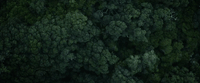 an aerial view of a forest of trees