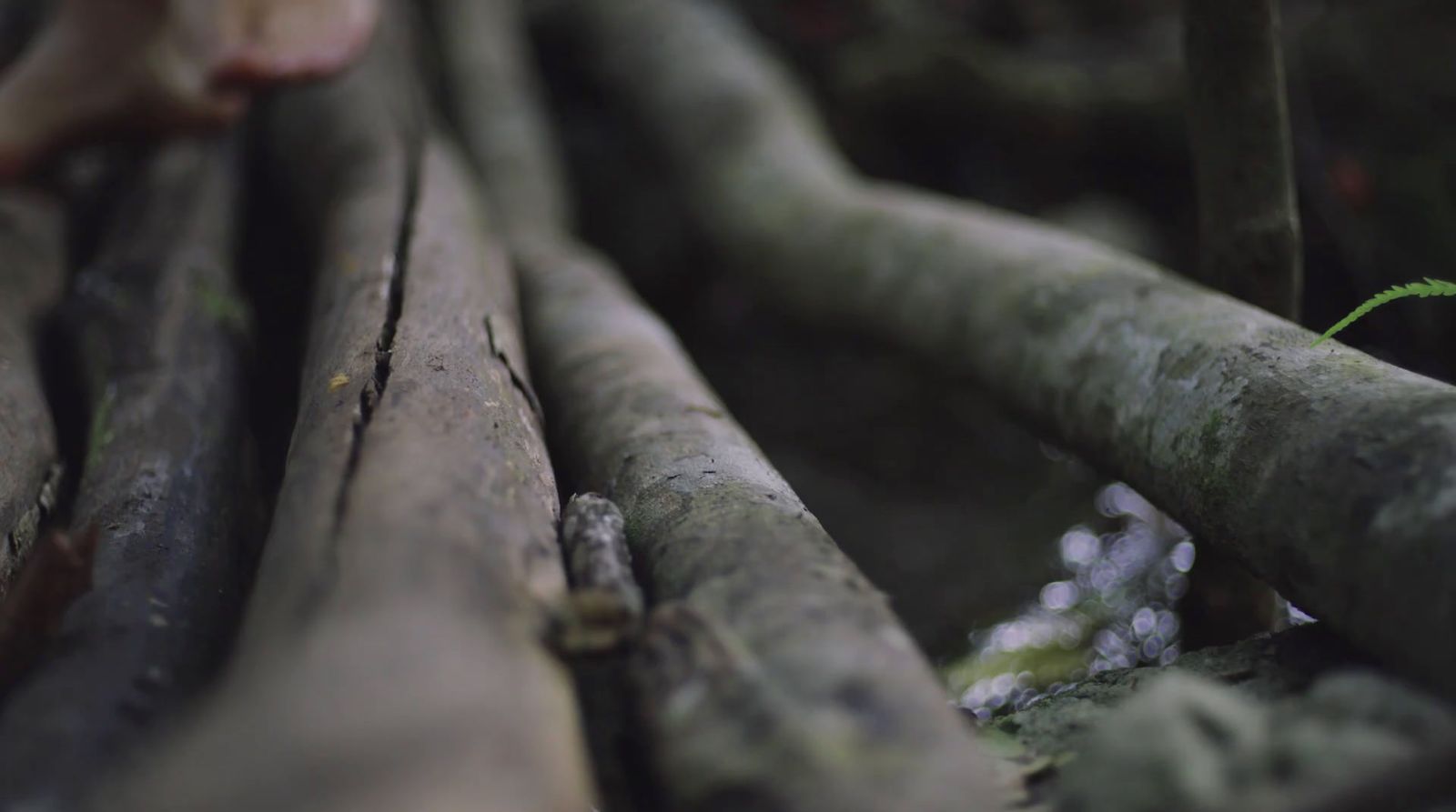 a close up of a bunch of tree branches