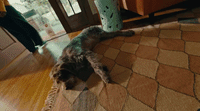 a dog laying on a rug in a living room