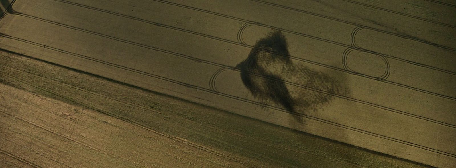 an aerial view of a bird flying over a street