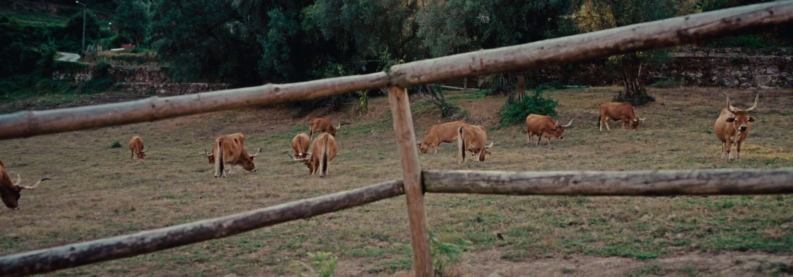 a herd of cattle standing on top of a grass covered field